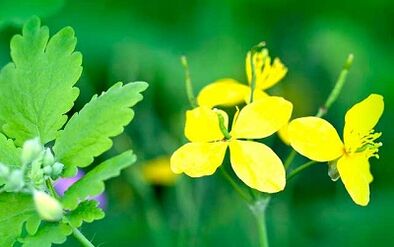 Use of celandin to eliminate warts