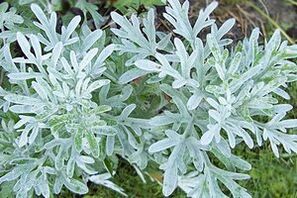 wormwood tincture to eliminate papillomas