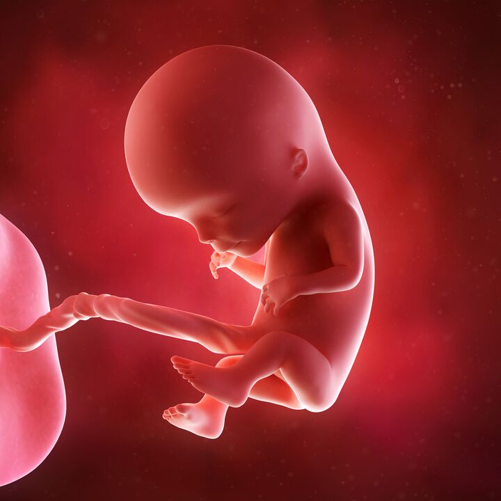 baby in mother's womb