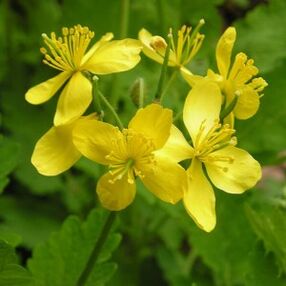 celandine against papillomas