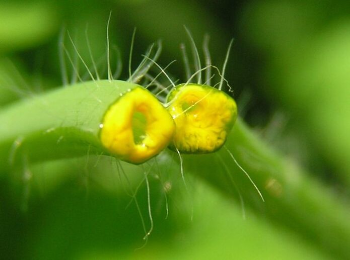 celandine herb to eliminate papillomas on the neck