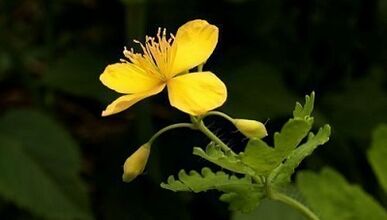Remove the warts with celandine